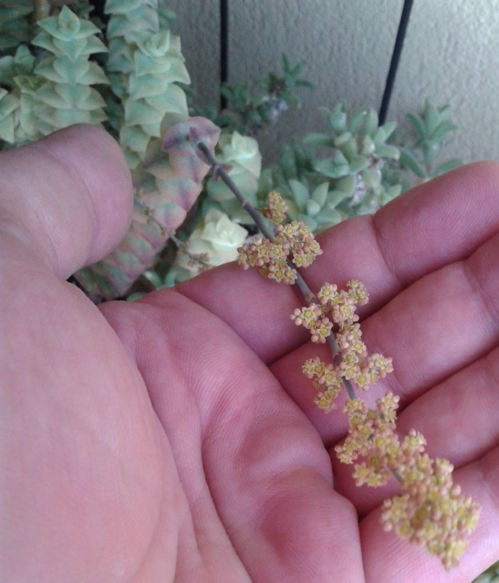 Crassula perforata ''Variegata'' (Crassulaceae)