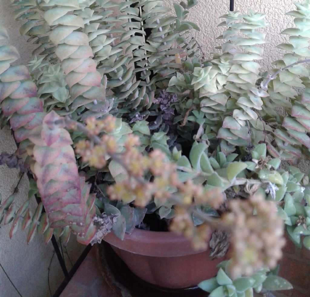 Crassula perforata ''Variegata'' (Crassulaceae)