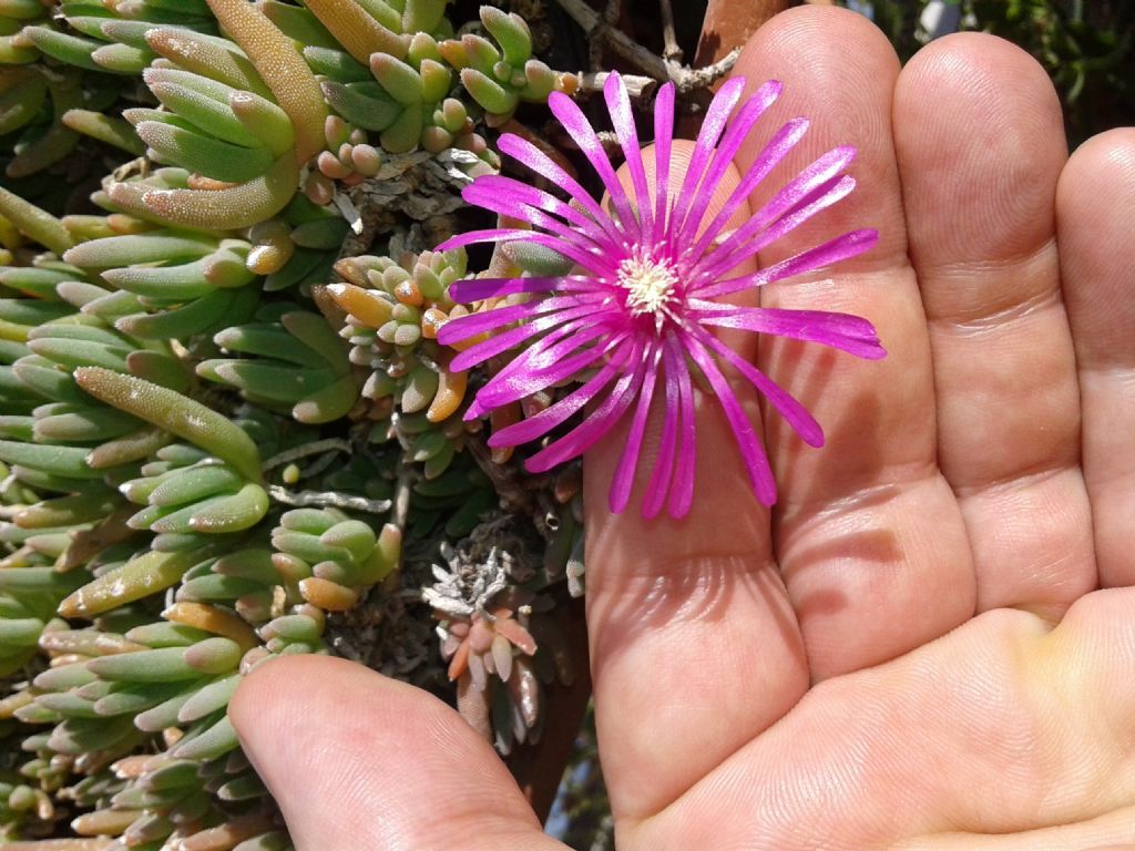 Drosanthemum hispidum (Aizoaceae)