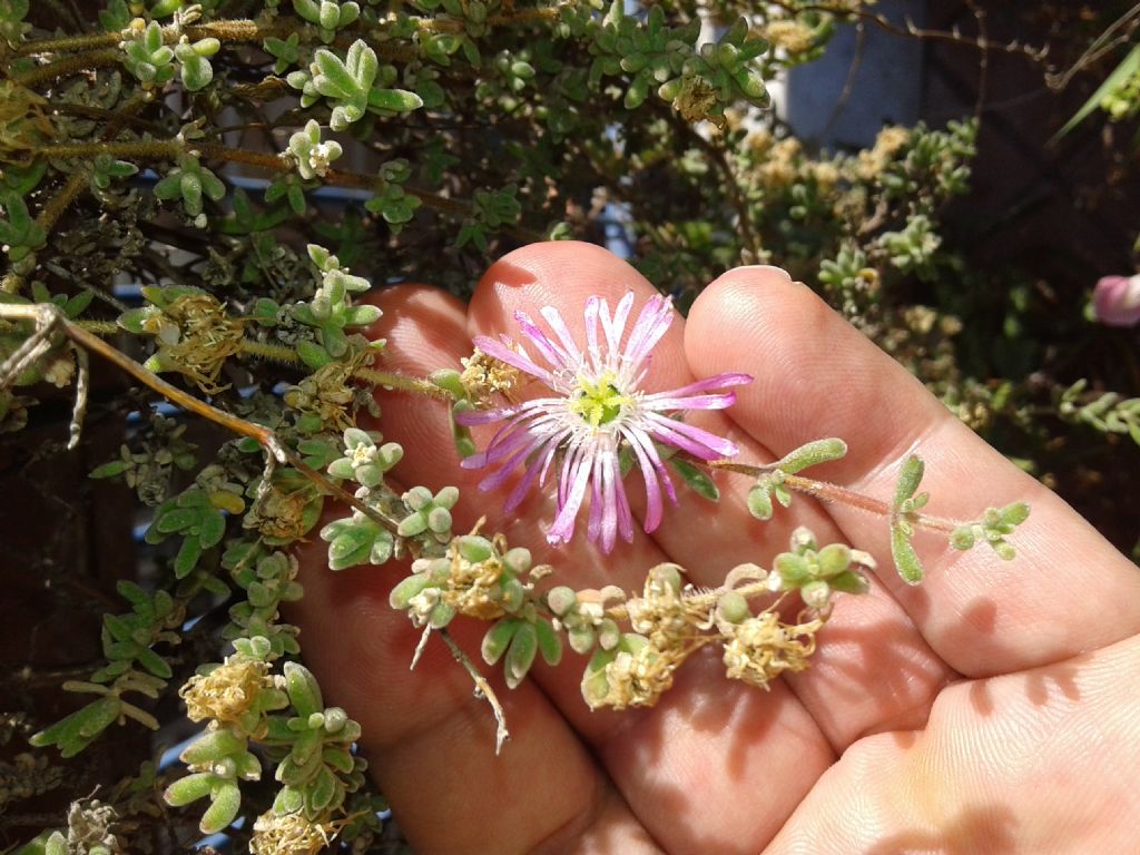 Drosanthemum hispidum (Aizoaceae)