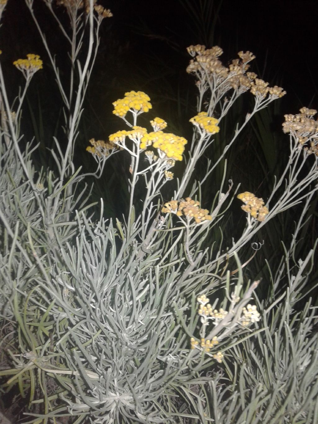 Fiori gialli a bottone:  Helichrysum sp. (Asteraceae)