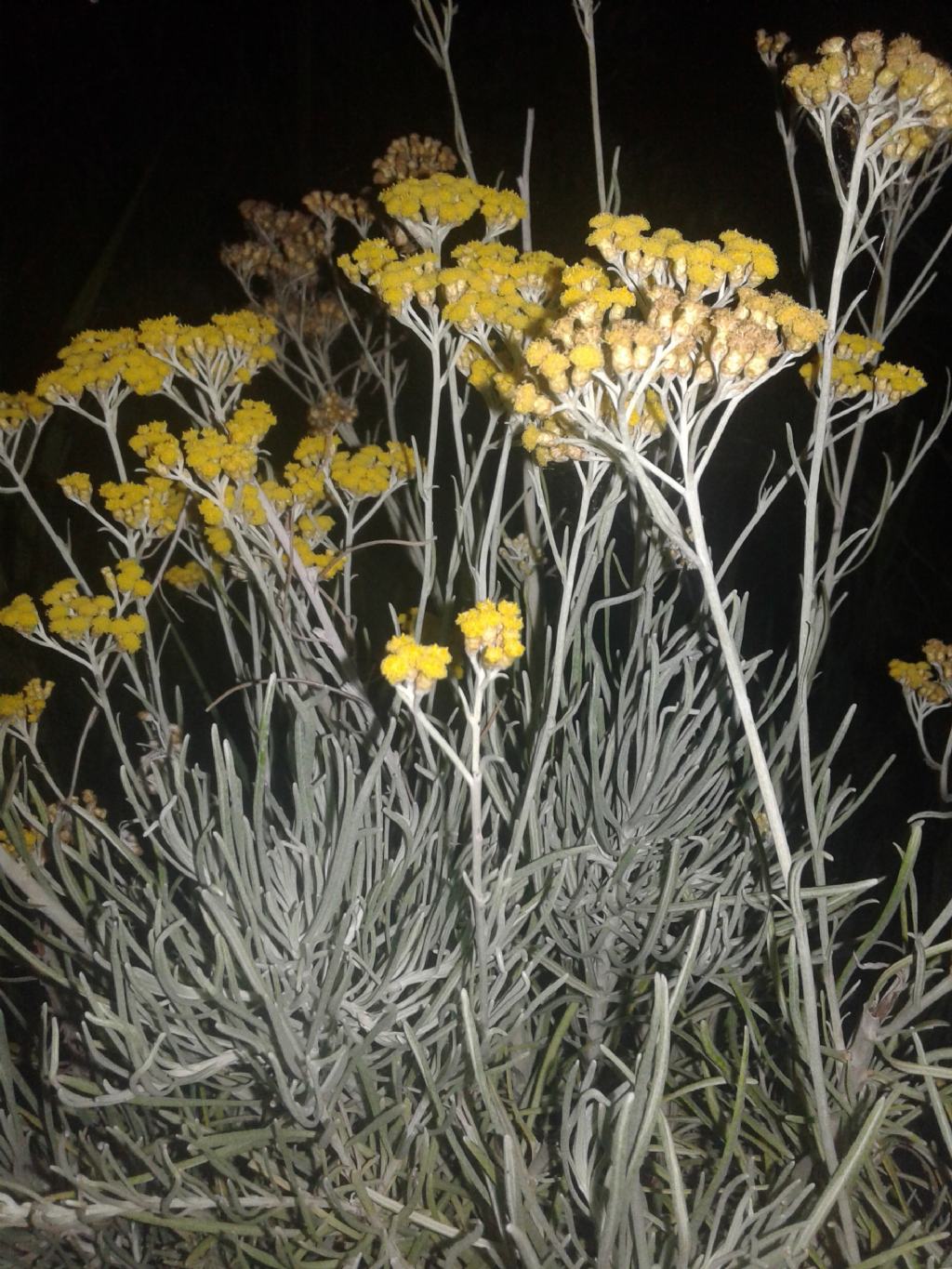 Fiori gialli a bottone:  Helichrysum sp. (Asteraceae)