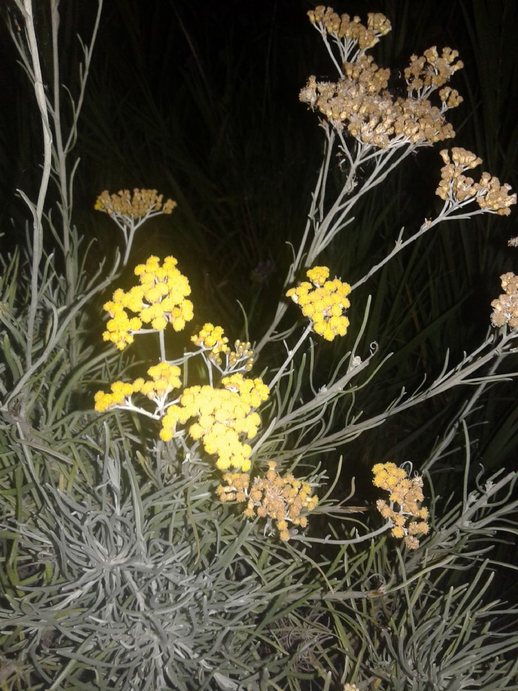 Fiori gialli a bottone:  Helichrysum sp. (Asteraceae)