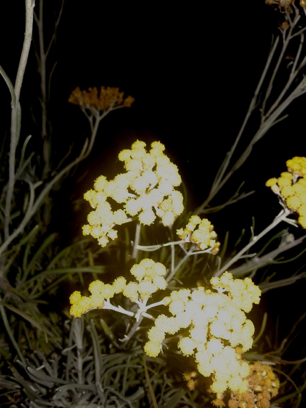 Fiori gialli a bottone:  Helichrysum sp. (Asteraceae)