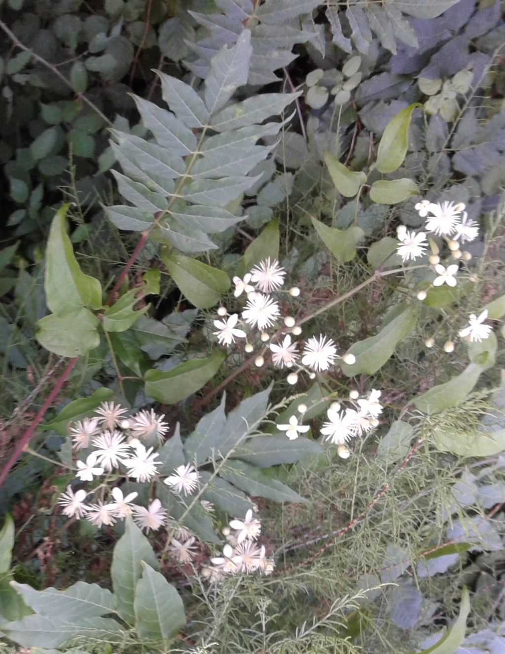 Fiori bianchi nella selva: Clematis sp.