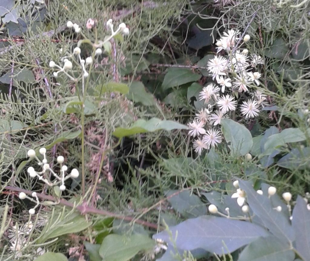 Fiori bianchi nella selva: Clematis sp.