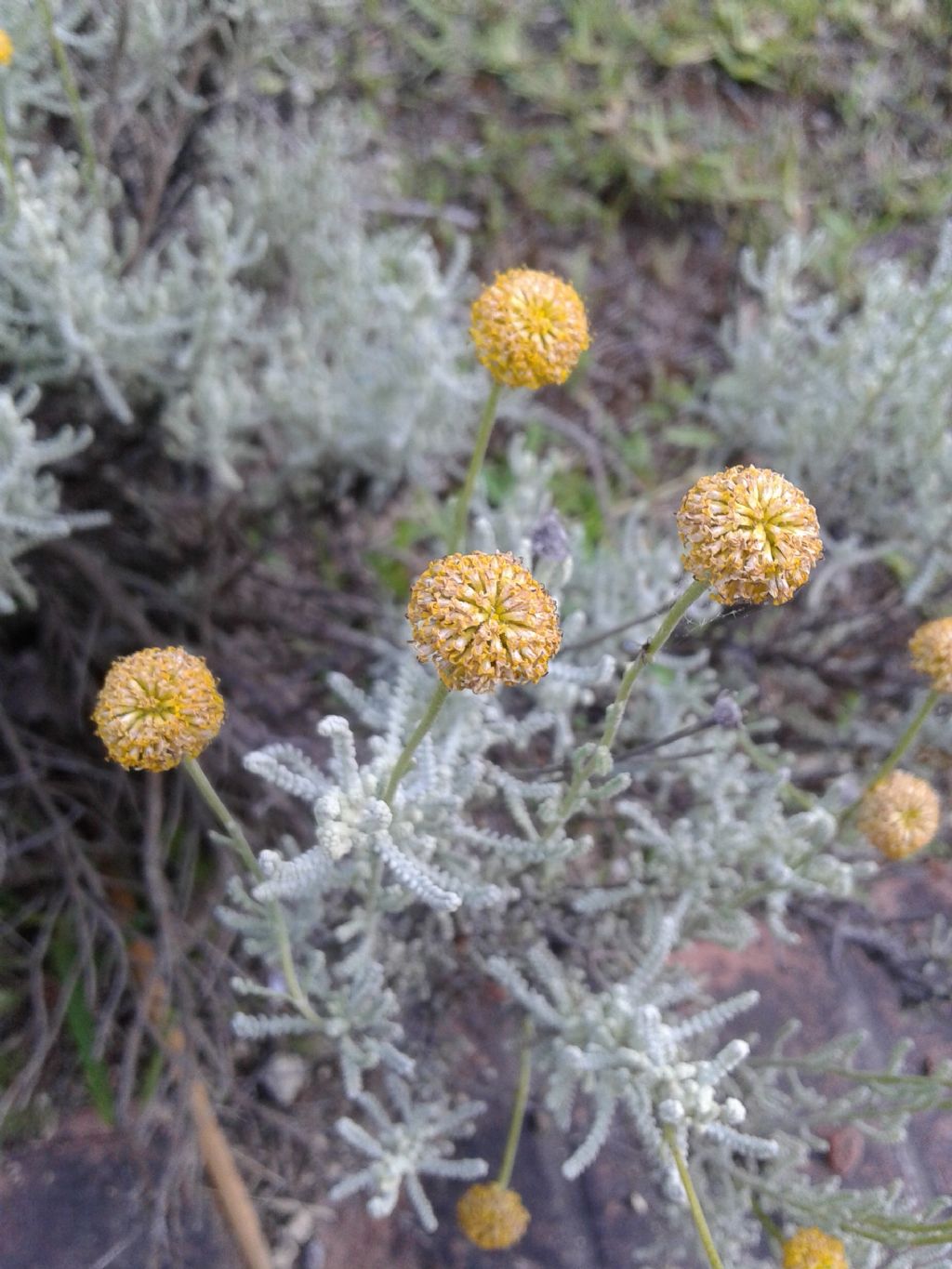 Santolina chamaecyparissus / Crespolina cipressina