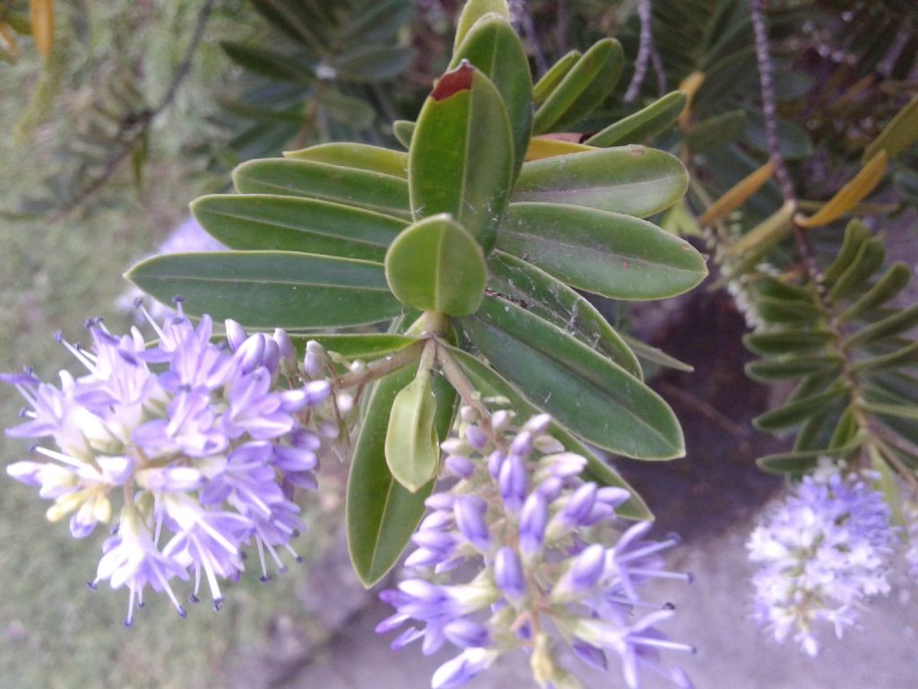 Cultivar di Hebe sp. (Plantaginaceae)