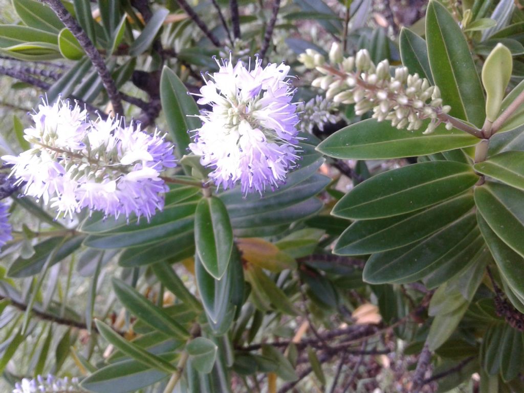 Cultivar di Hebe sp. (Plantaginaceae)