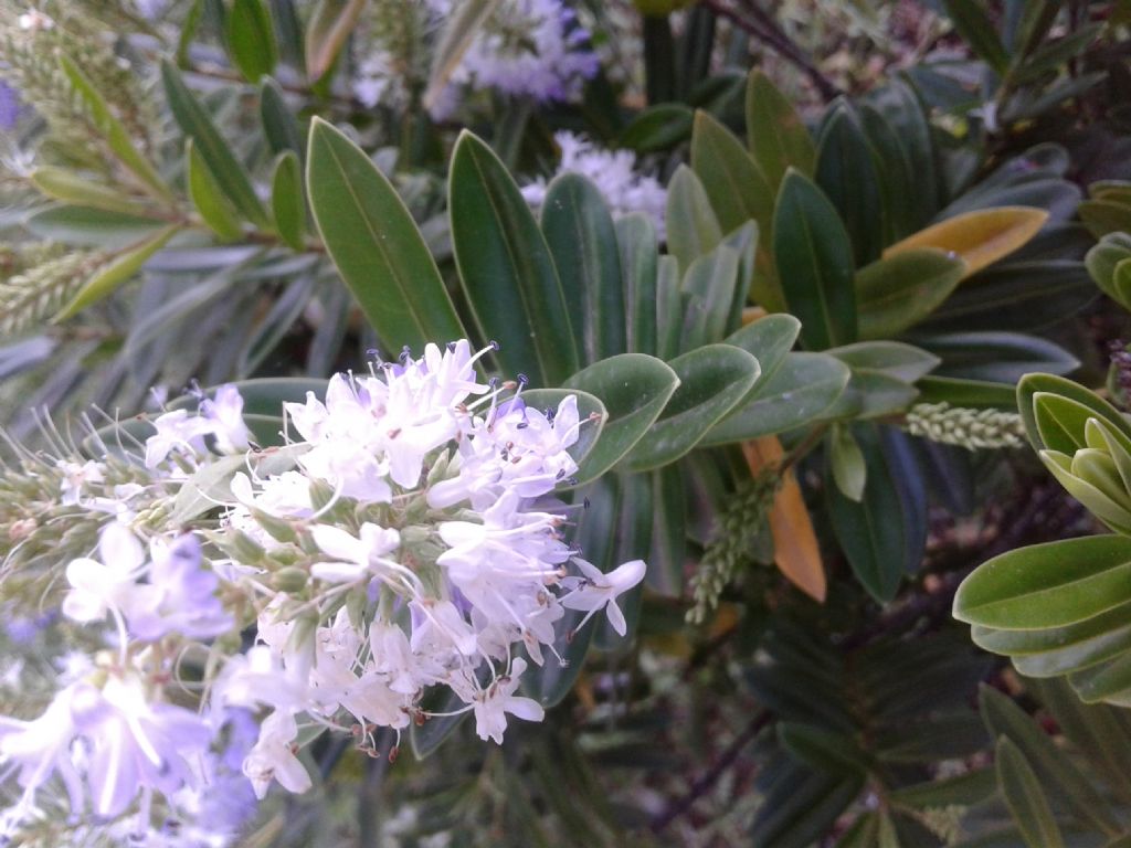 Cultivar di Hebe sp. (Plantaginaceae)