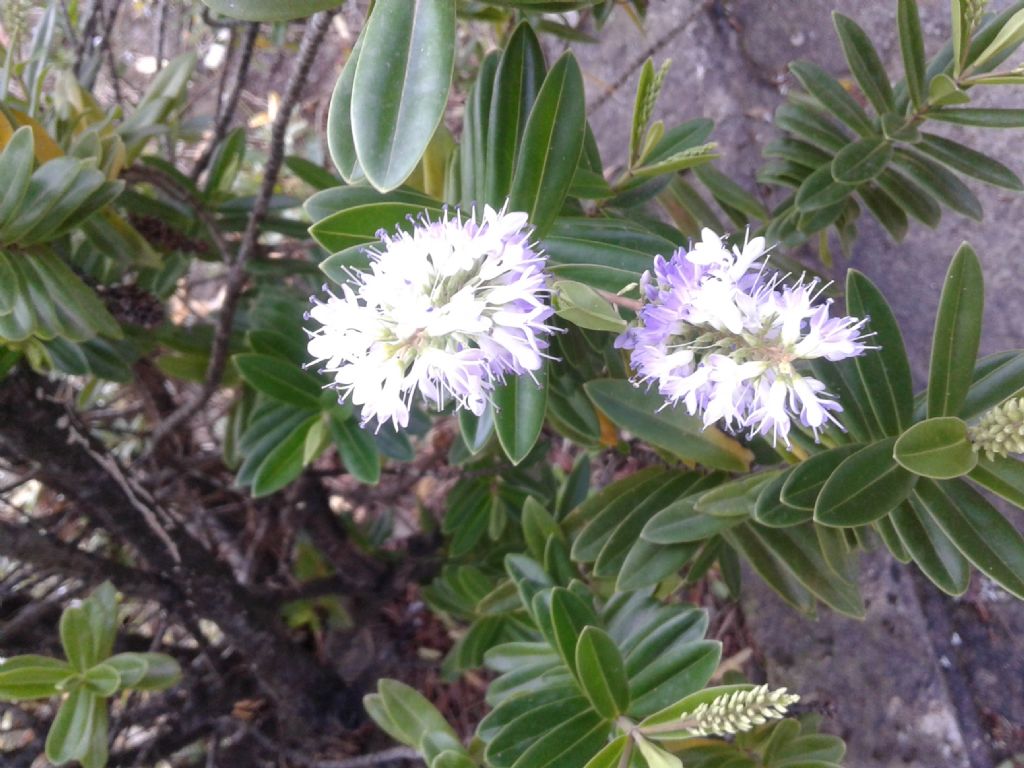 Cultivar di Hebe sp. (Plantaginaceae)