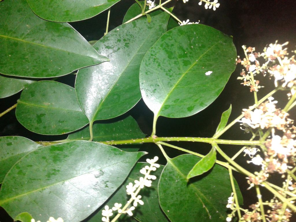 Ligustrum cfr. japonicum (Oleaceae)