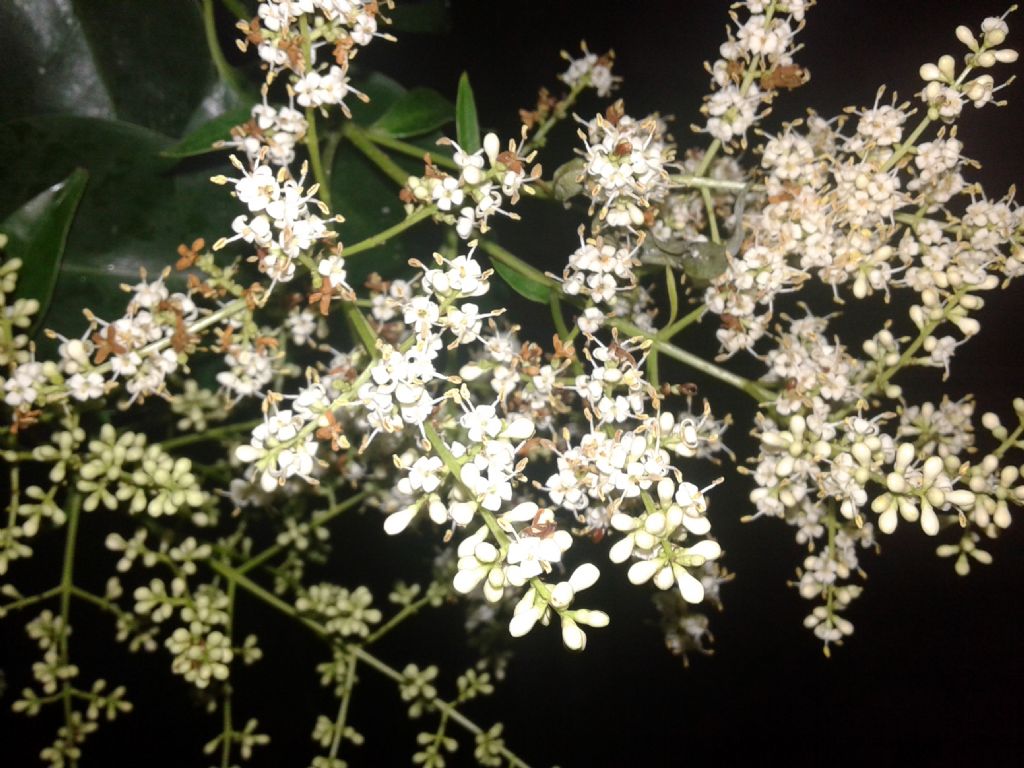 Ligustrum cfr. japonicum (Oleaceae)