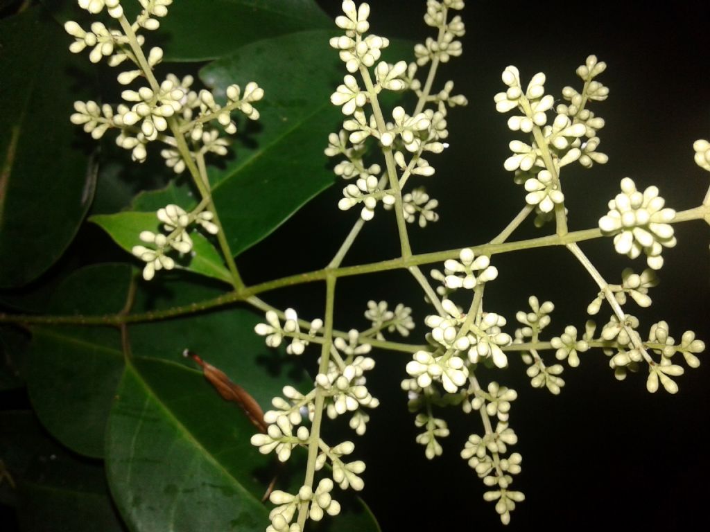 Ligustrum cfr. japonicum (Oleaceae)