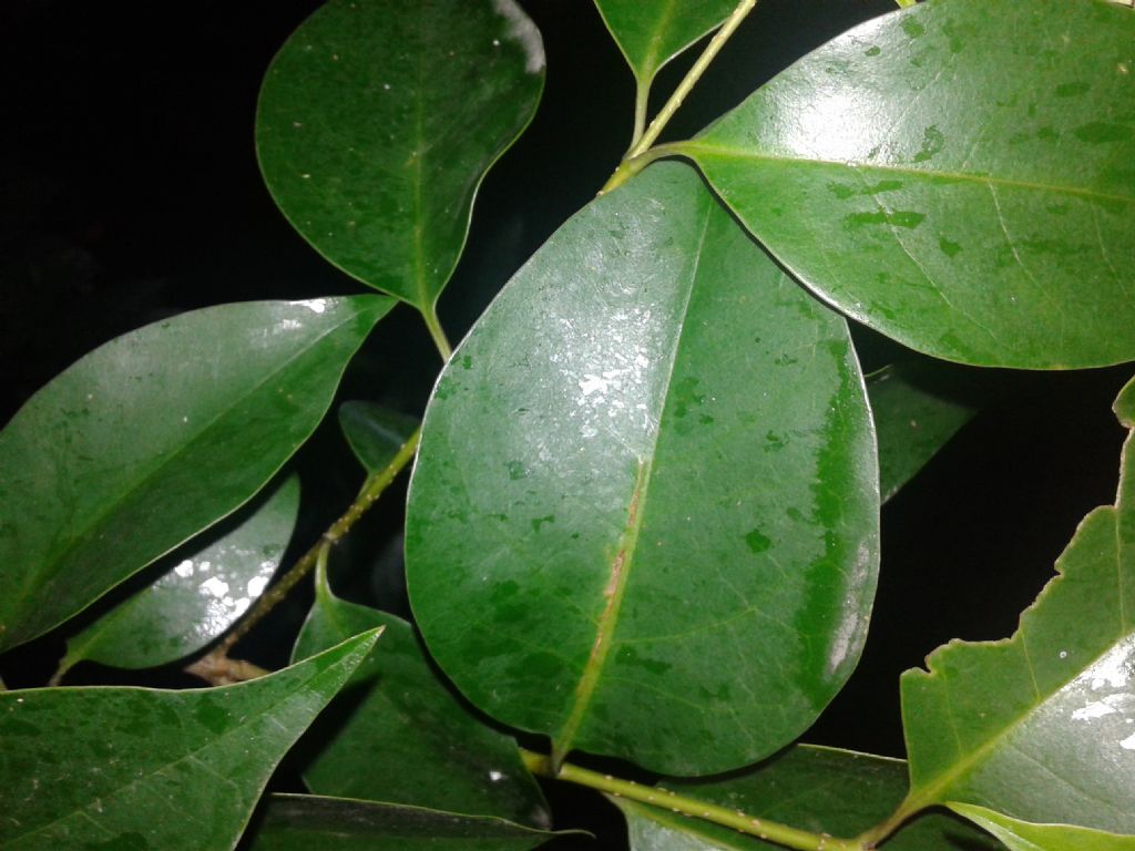 Ligustrum cfr. japonicum (Oleaceae)