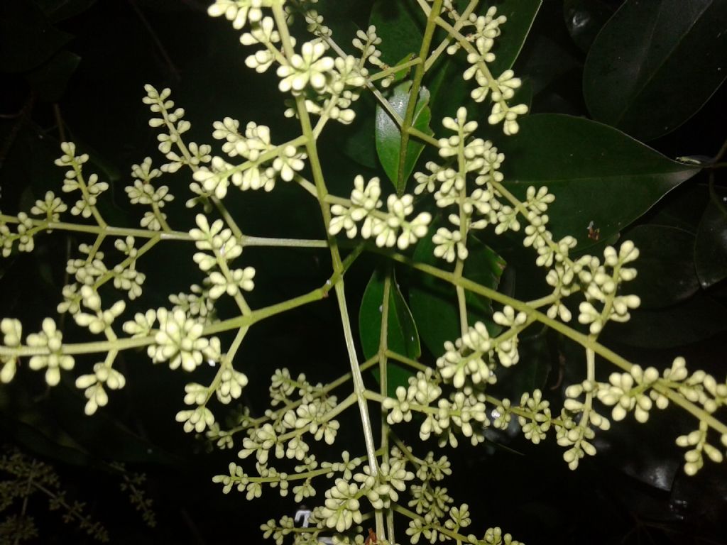 Ligustrum cfr. japonicum (Oleaceae)
