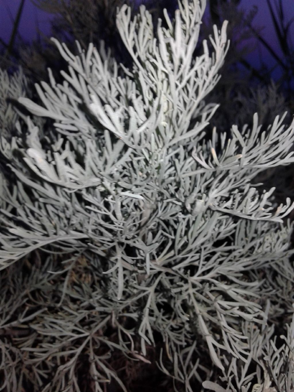 Artemisia absinthium?