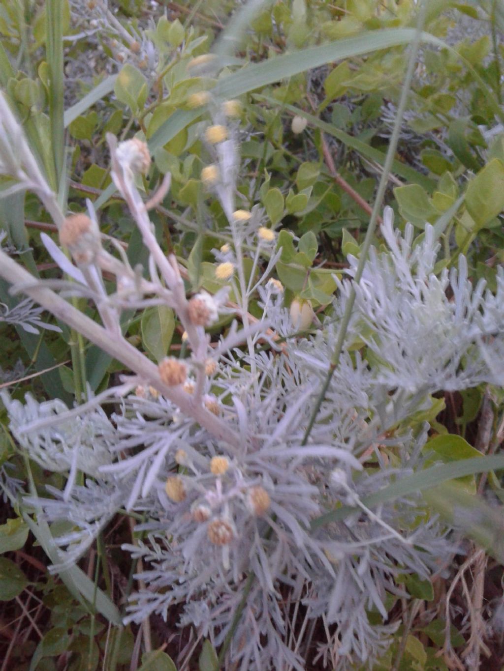 Artemisia absinthium?