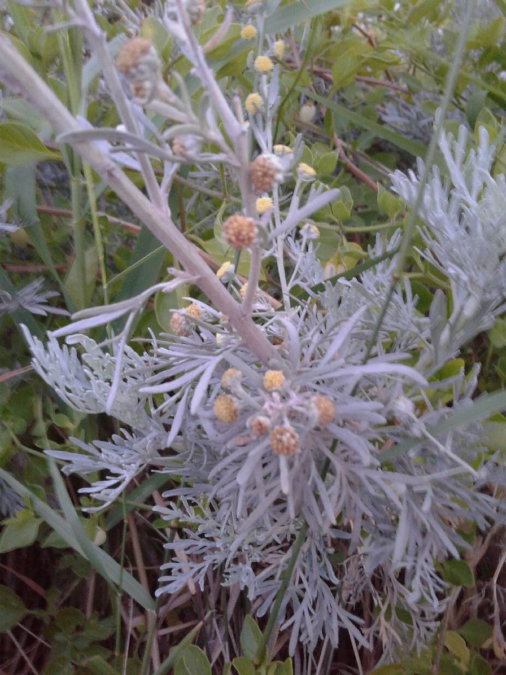 Artemisia absinthium?