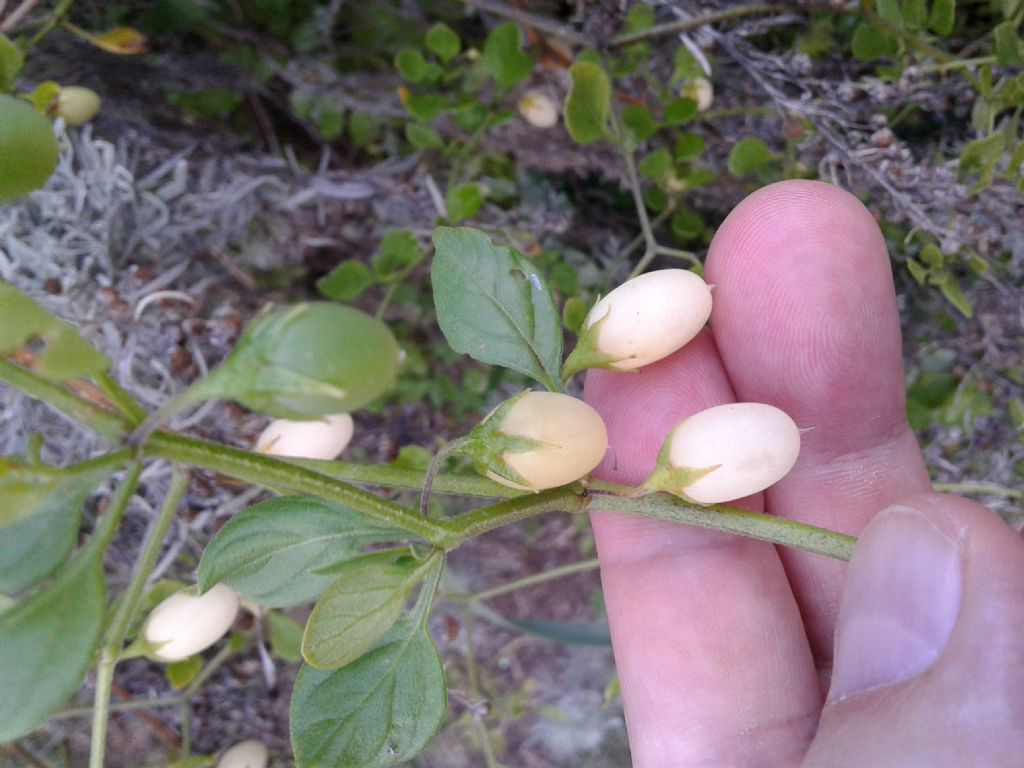 Strane capsule: Solanum ovigerum (Solanaceae)