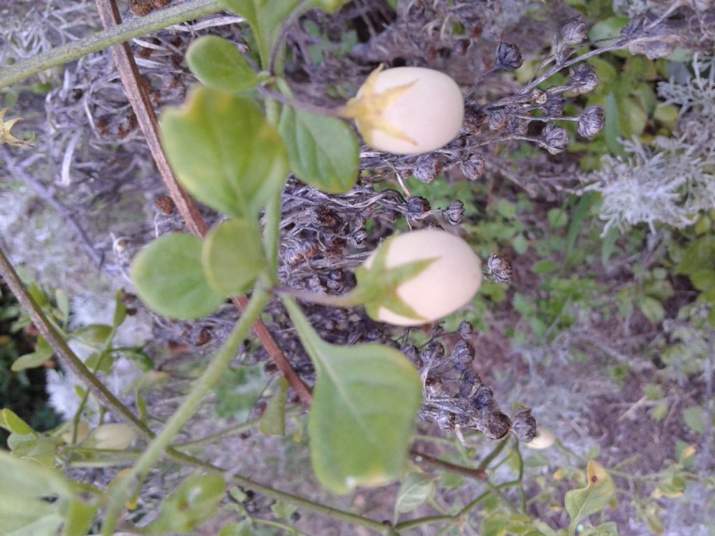 Strane capsule: Solanum ovigerum (Solanaceae)