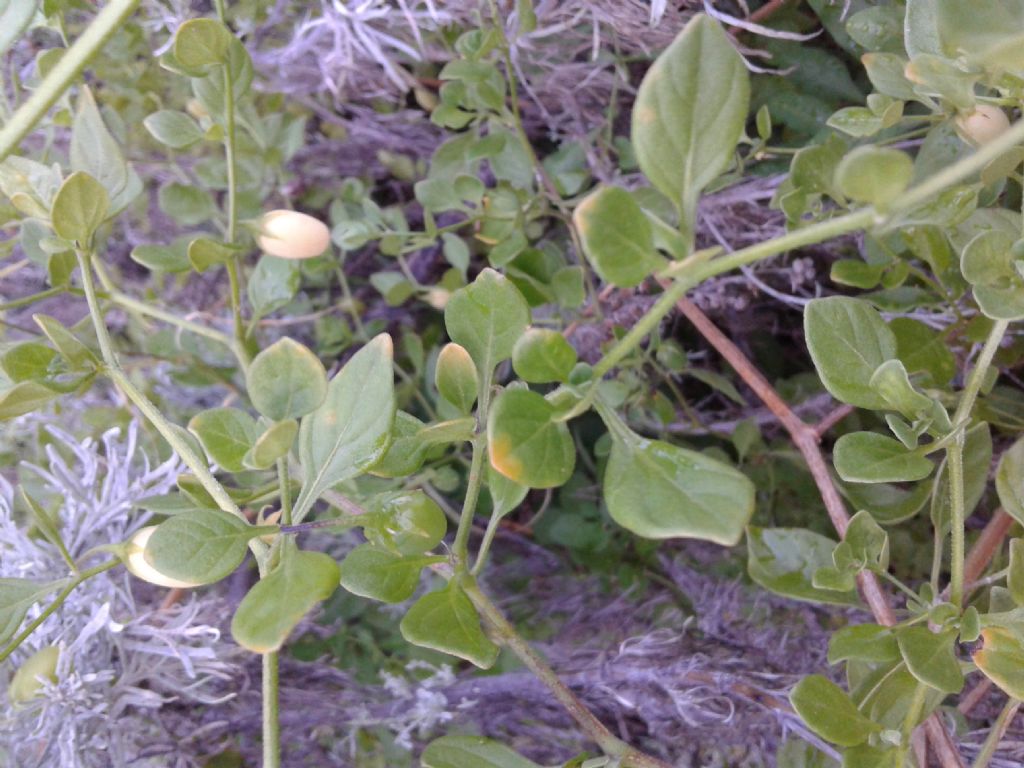 Strane capsule: Solanum ovigerum (Solanaceae)