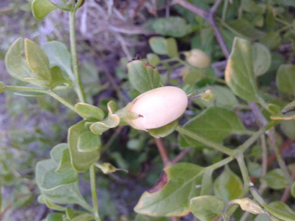 Strane capsule: Solanum ovigerum (Solanaceae)