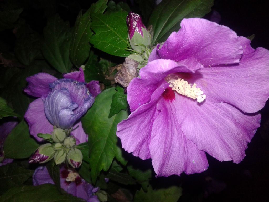 Simile all''Hibiscus...E'' Hibiscus syriacus  (Malvaceae)