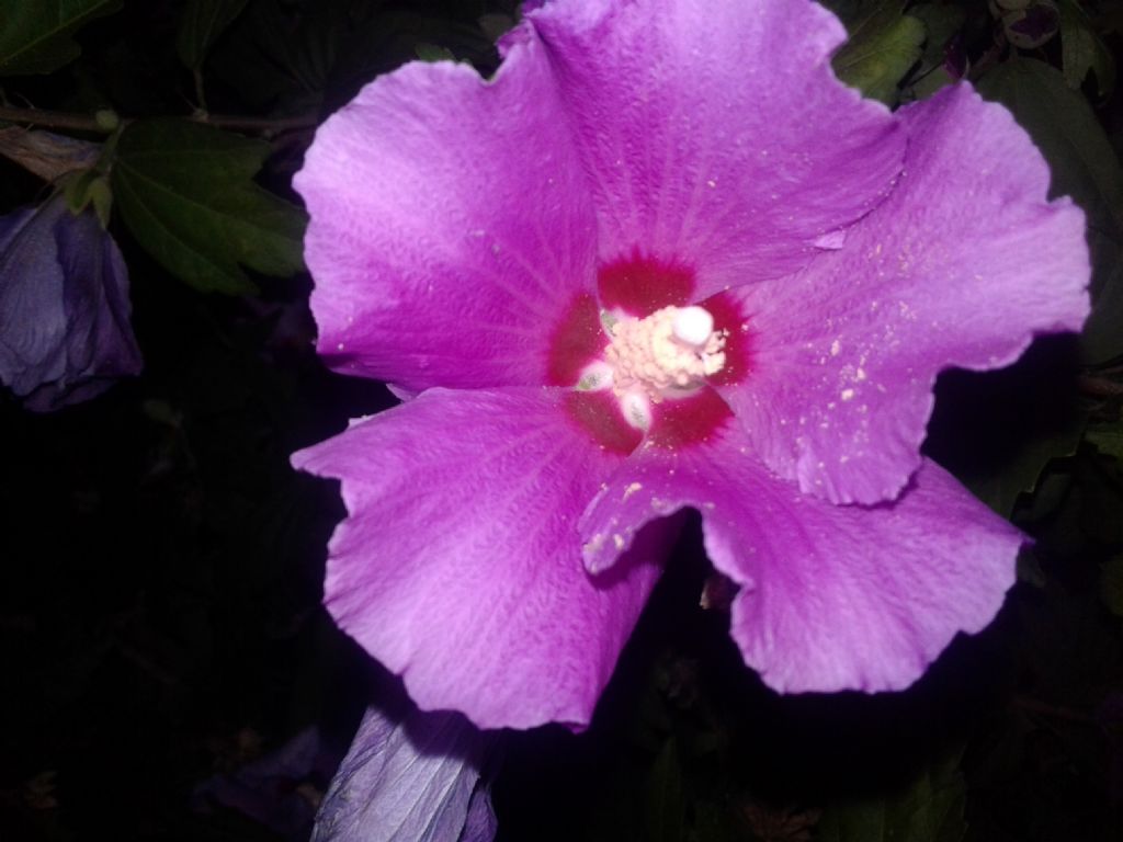 Simile all''Hibiscus...E'' Hibiscus syriacus  (Malvaceae)