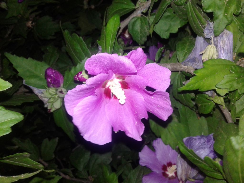 Simile all''Hibiscus...E'' Hibiscus syriacus  (Malvaceae)