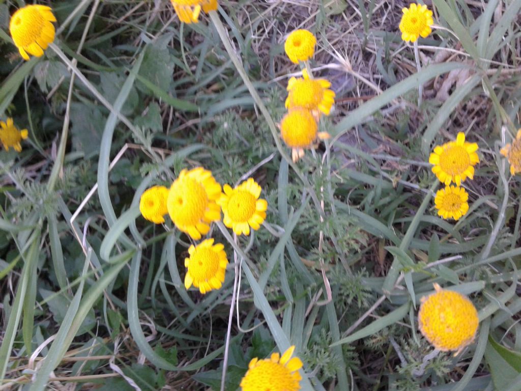 Margherite gialle - Cota tinctoria (Asteraceae)