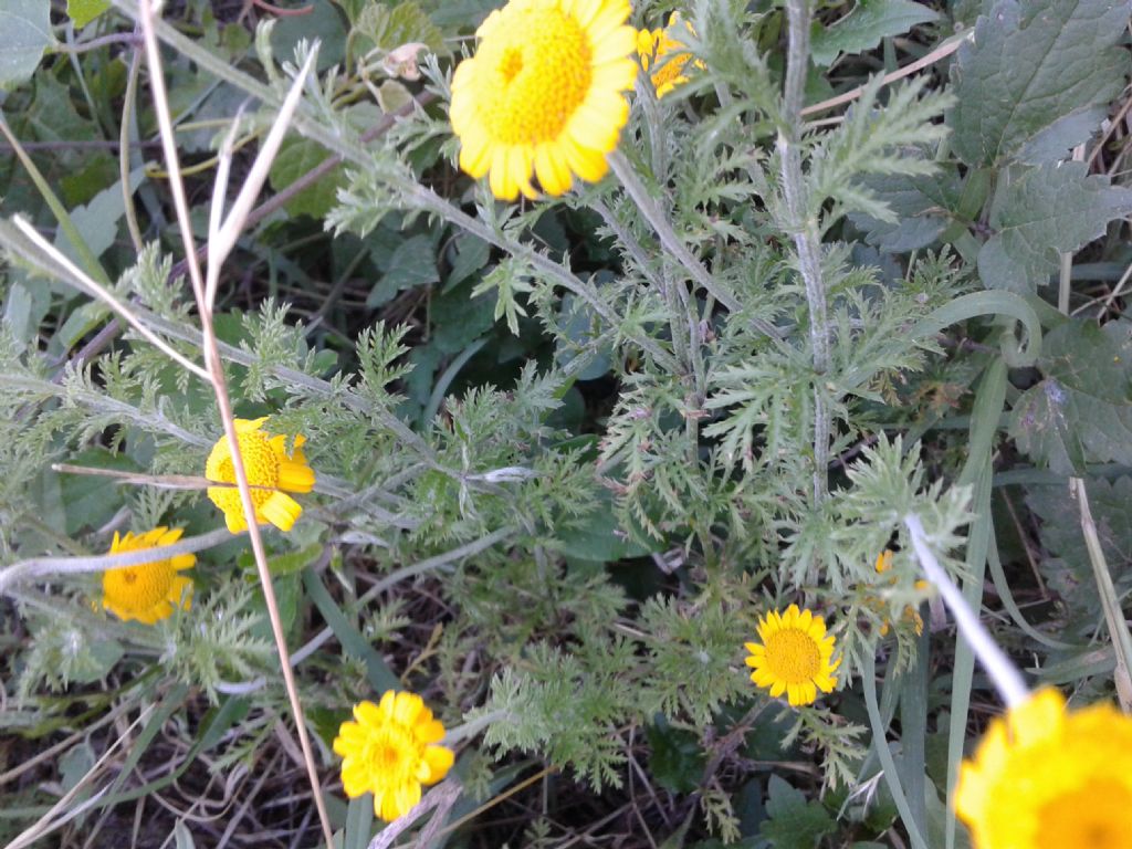 Margherite gialle - Cota tinctoria (Asteraceae)