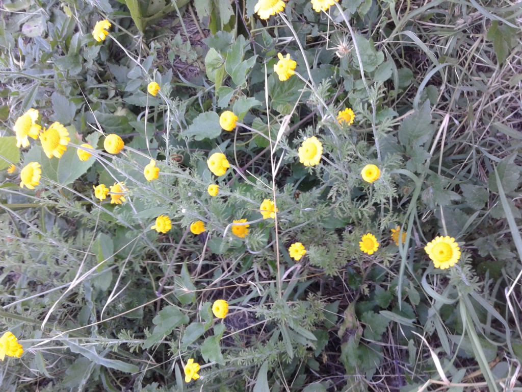 Margherite gialle - Cota tinctoria (Asteraceae)