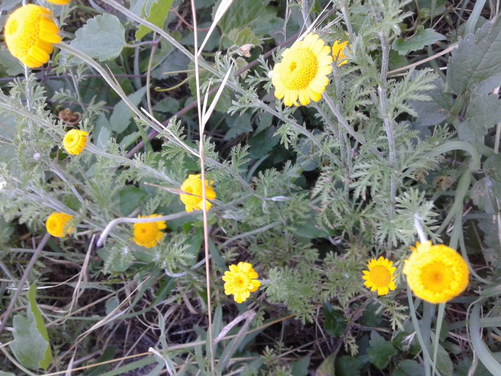 Margherite gialle - Cota tinctoria (Asteraceae)