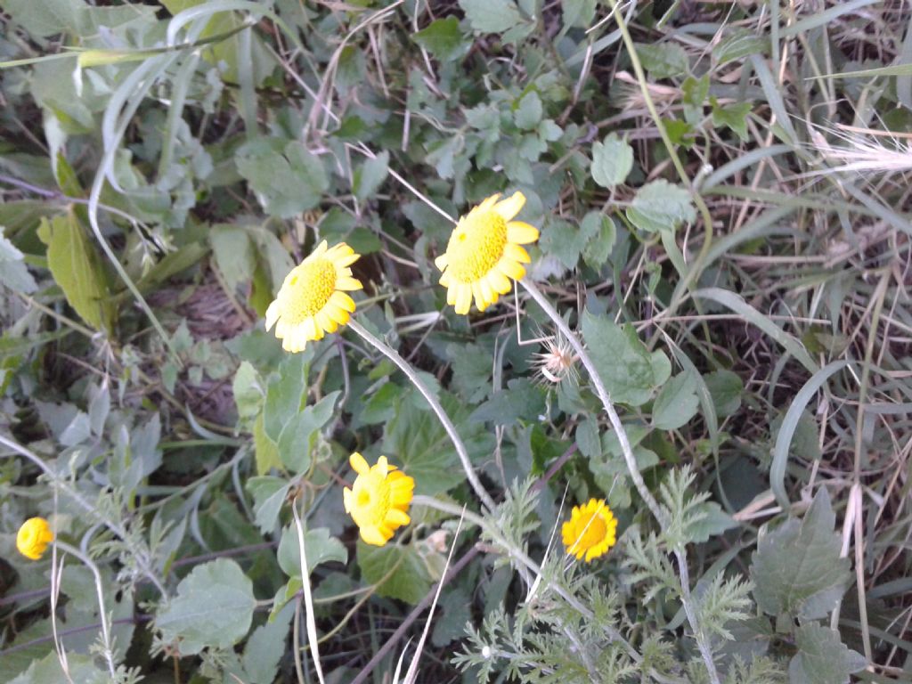 Margherite gialle - Cota tinctoria (Asteraceae)