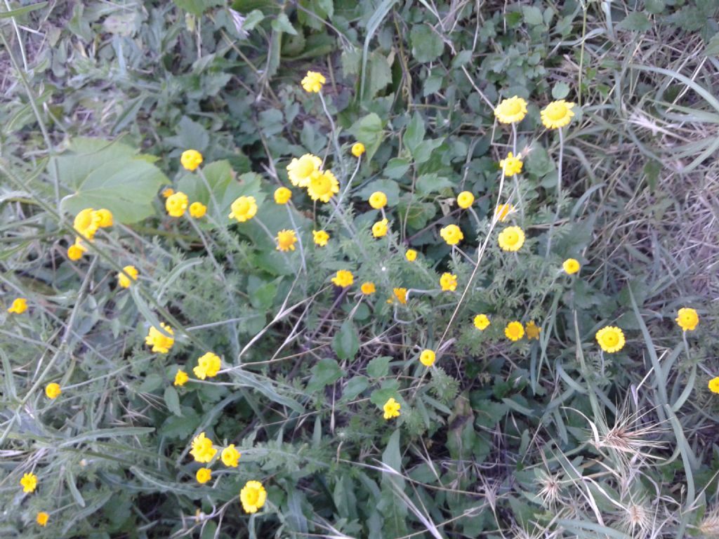 Margherite gialle - Cota tinctoria (Asteraceae)