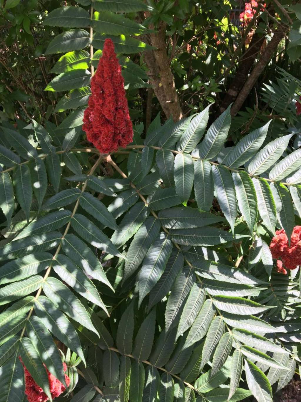 Rhus typhina / Sommaco maggiore