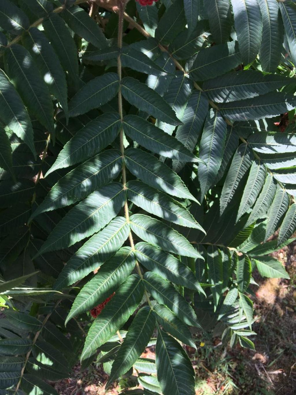 Rhus typhina / Sommaco maggiore