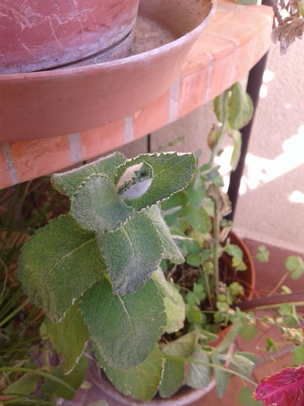 Mentha suaveolens (Lamiaceae)