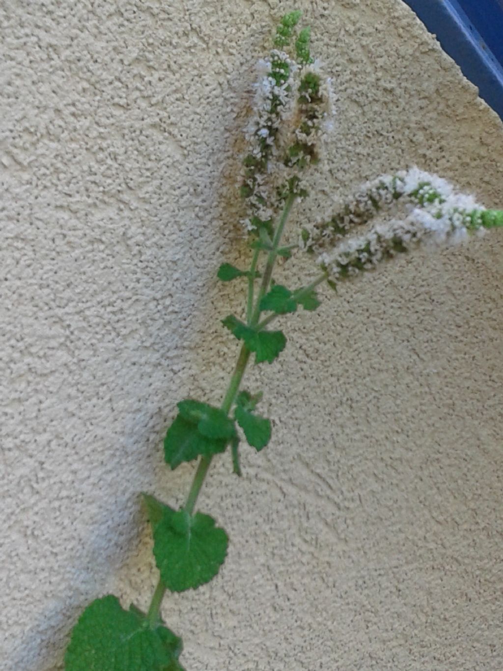 Mentha suaveolens (Lamiaceae)