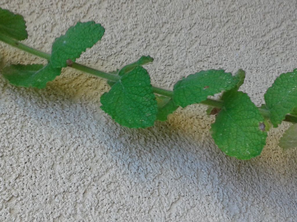 Mentha suaveolens (Lamiaceae)