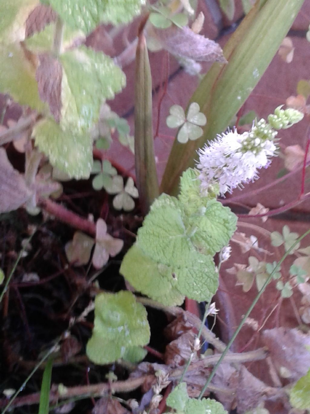 Mentha suaveolens (Lamiaceae)