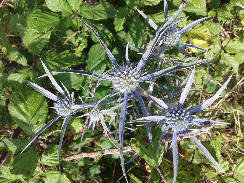 Eryngium amethistinum