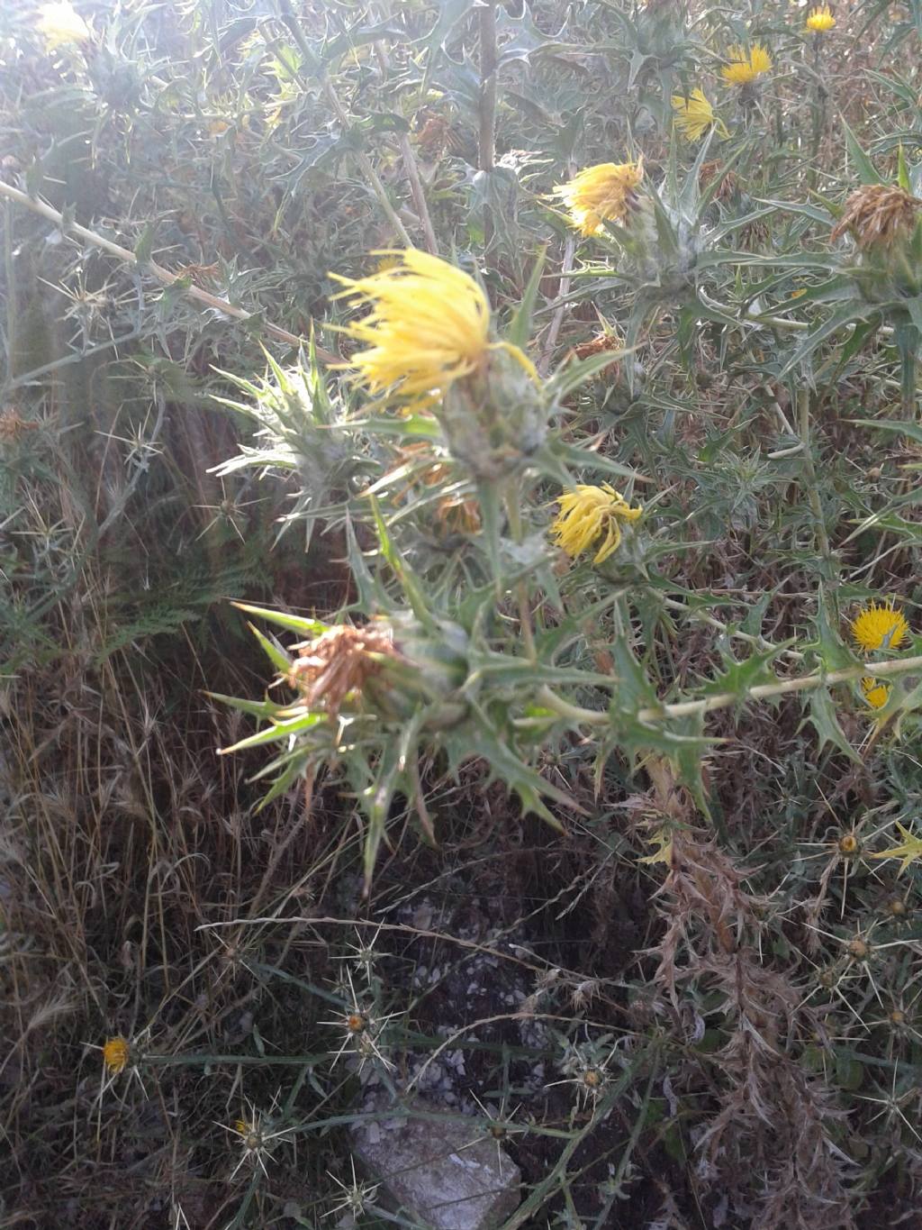 Cardo a fiori giall / Carthamus lanatus