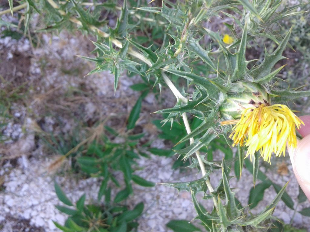 Cardo a fiori giall / Carthamus lanatus