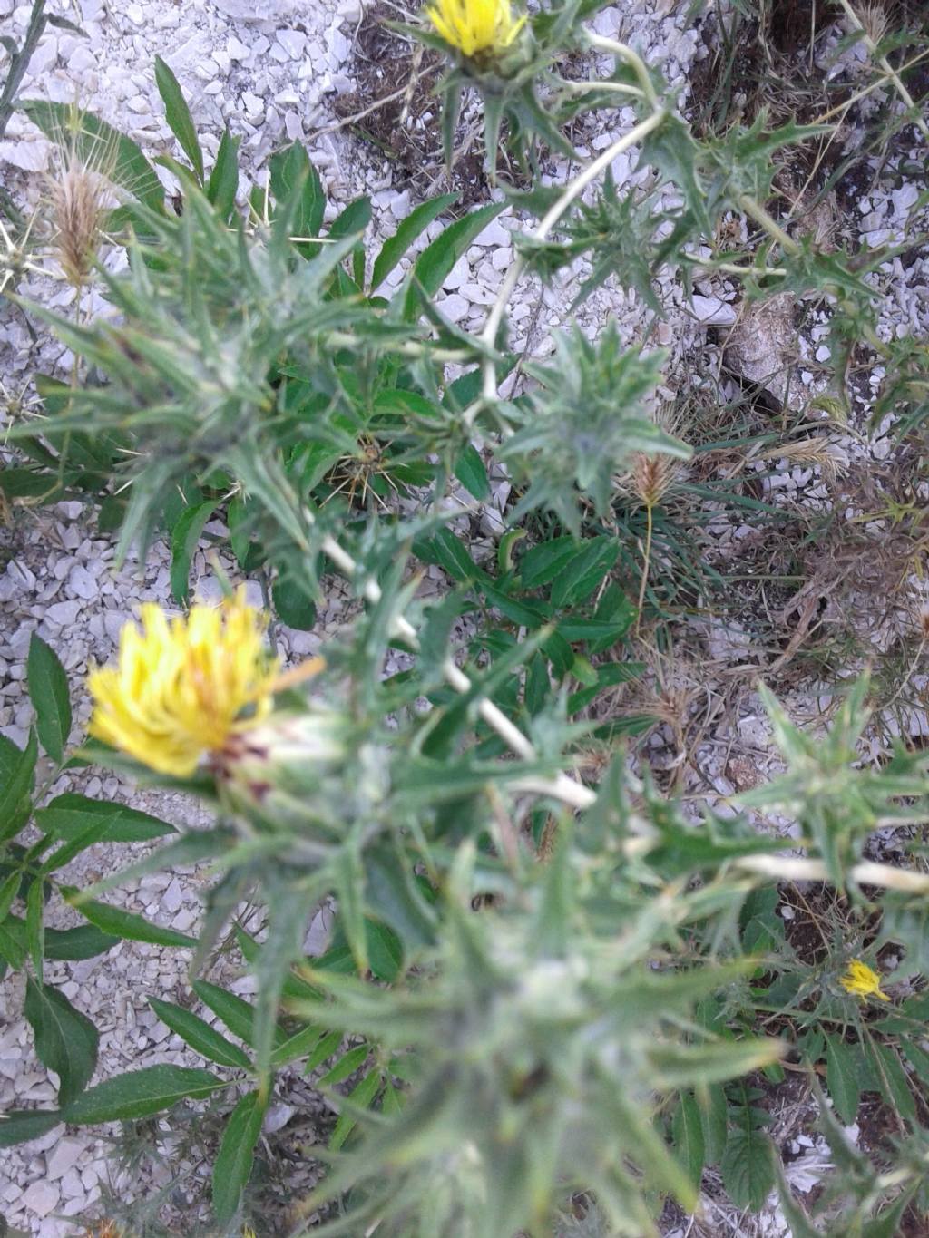 Cardo a fiori giall / Carthamus lanatus