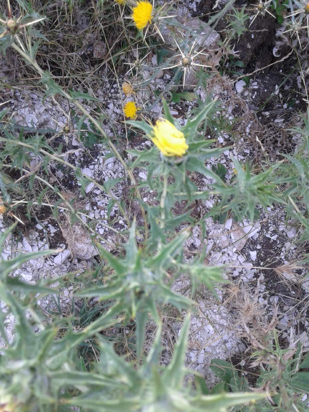 Cardo a fiori giall / Carthamus lanatus
