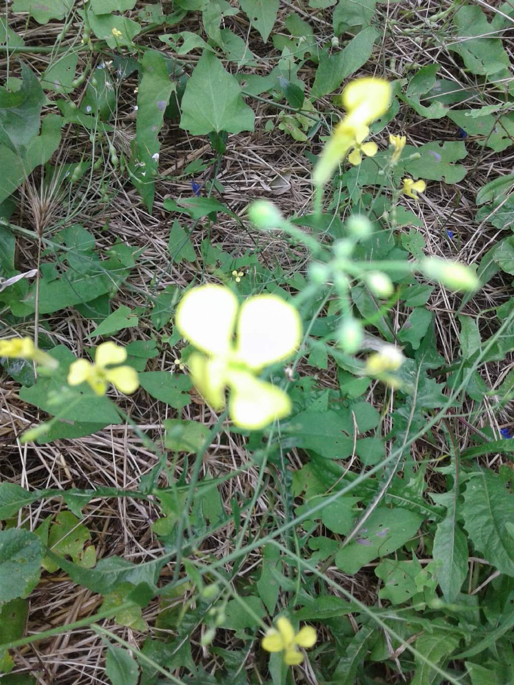 Pisellini strani:  Raphanus raphanistrum (Brassicaceae)