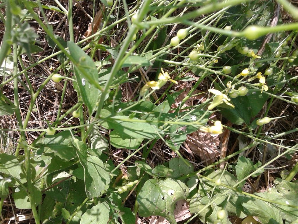 Pisellini strani:  Raphanus raphanistrum (Brassicaceae)