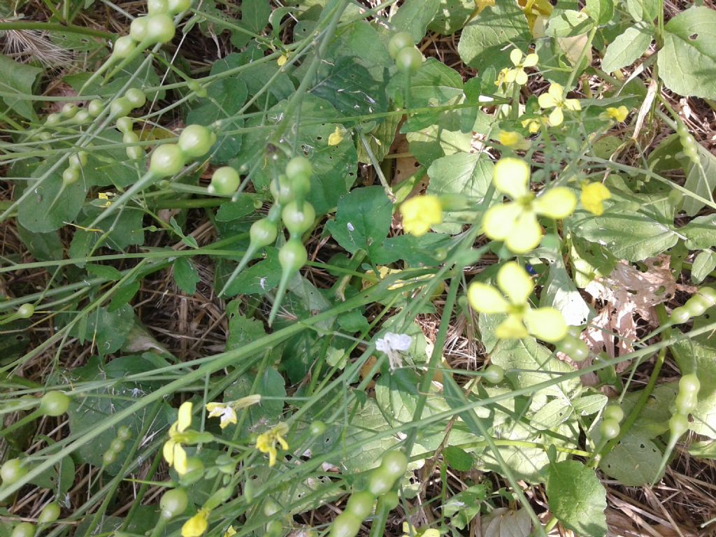 Pisellini strani:  Raphanus raphanistrum (Brassicaceae)